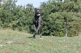 DOGUE ALLEMAND 021